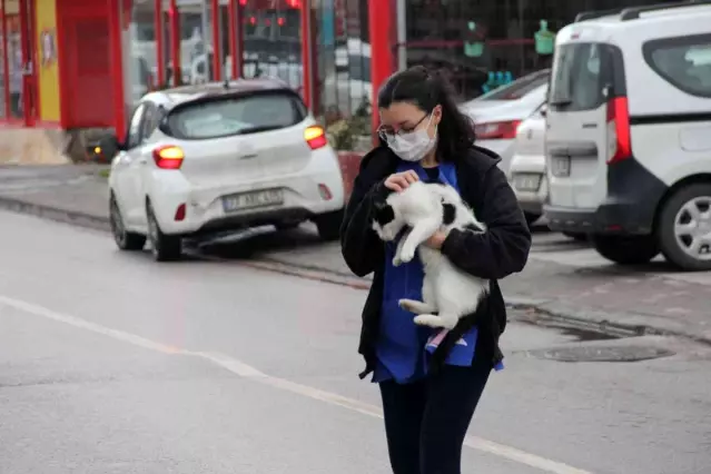 Sokak kedileri kışı veteriner kliniklerinde geçirecek
