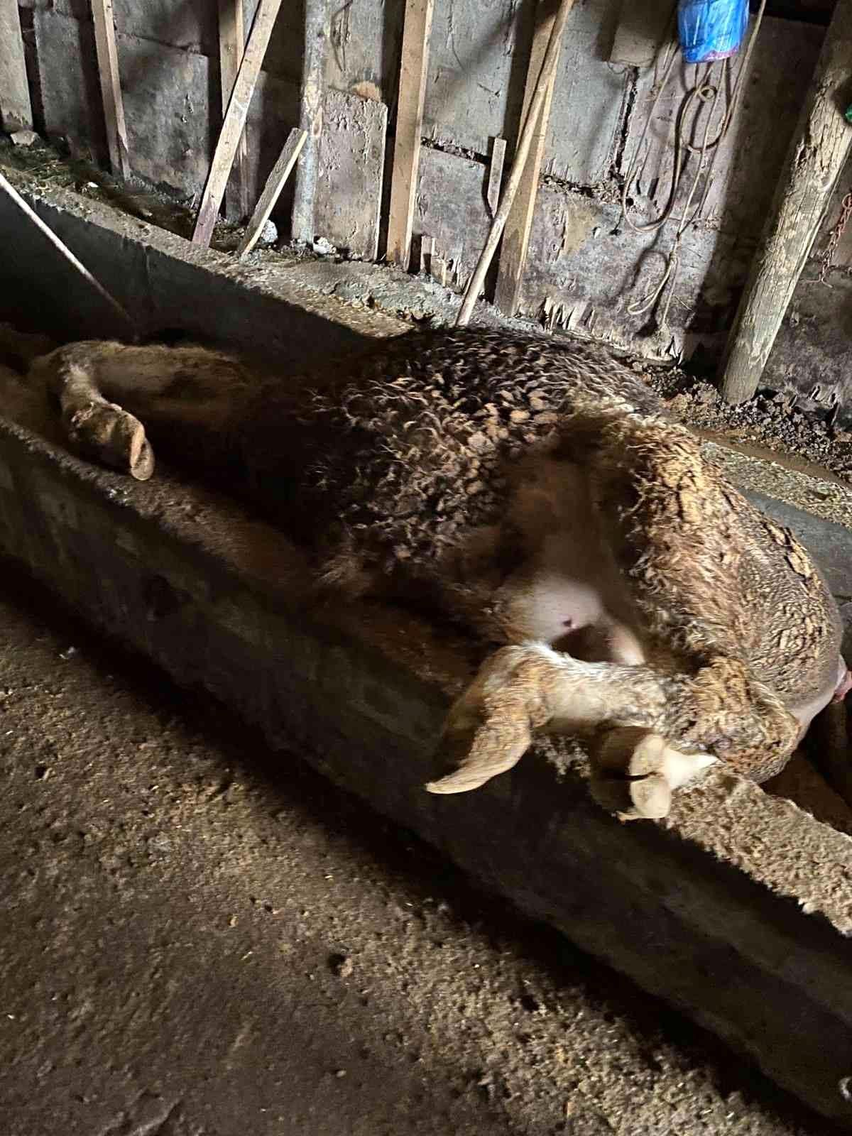 Yem yediği behniye sırt üstü düştü