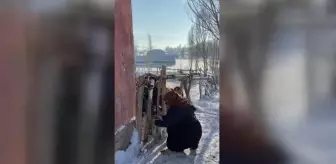 Yeni doğan kuzuya kartonla yaşam desteği