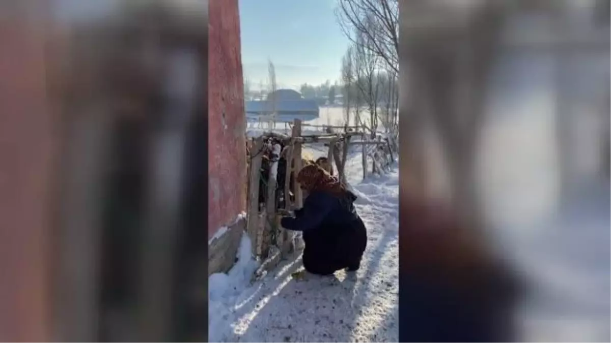 Yeni doğan kuzuya kartonla yaşam desteği