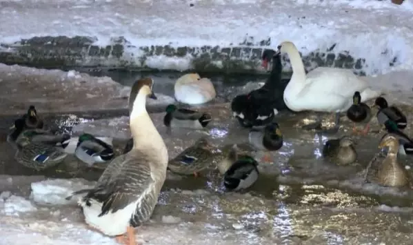 Ankara'nın simgelerinden Mogan Gölü ve Kuğulu Park buz tuttu