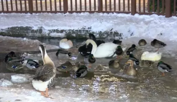 Ankara'nın simgelerinden Mogan Gölü ve Kuğulu Park buz tuttu