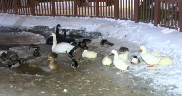 Ankara'nın simgelerinden Mogan Gölü ve Kuğulu Park buz tuttu