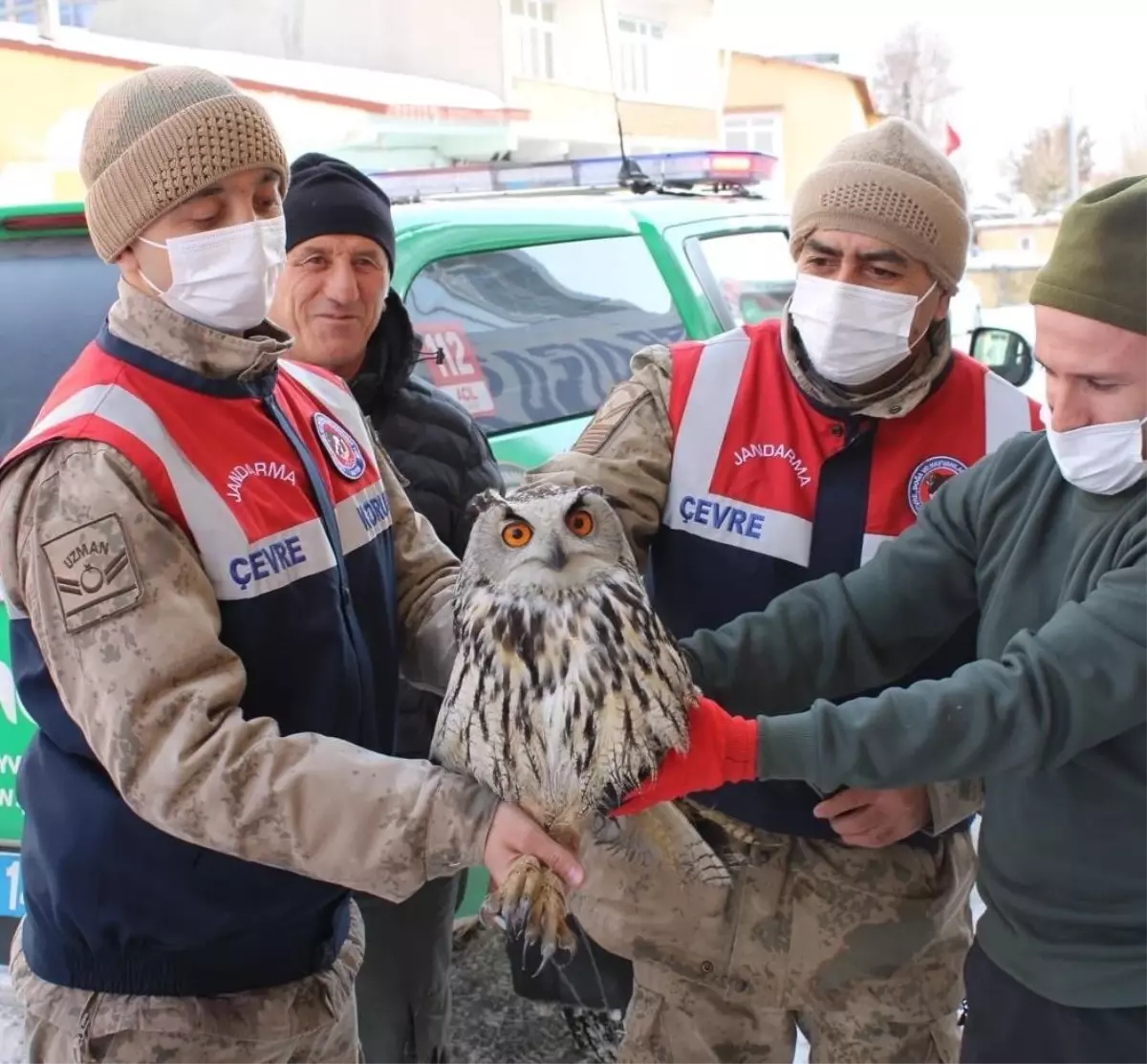 Ardahan\'da jandarmanın yaralı halde bulduğu Puhu kuşu tedaviye alındı