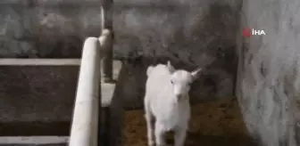 Artvin'de desteklenen yerel ırk koyunu kuzulamaya başladı