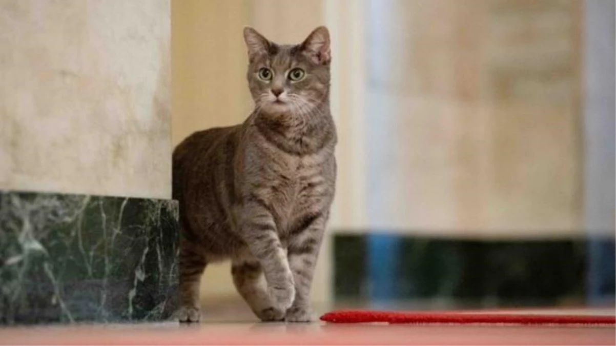 Beyaz Saray\'ın yeni üyesi bir kedi! İşte Willow\'un ilk fotoğrafları