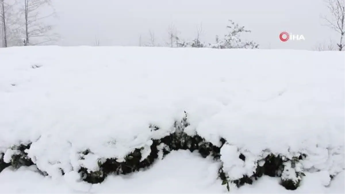 'Dünyada çayın tamamına kar yağan tek ülke; Türkiye'