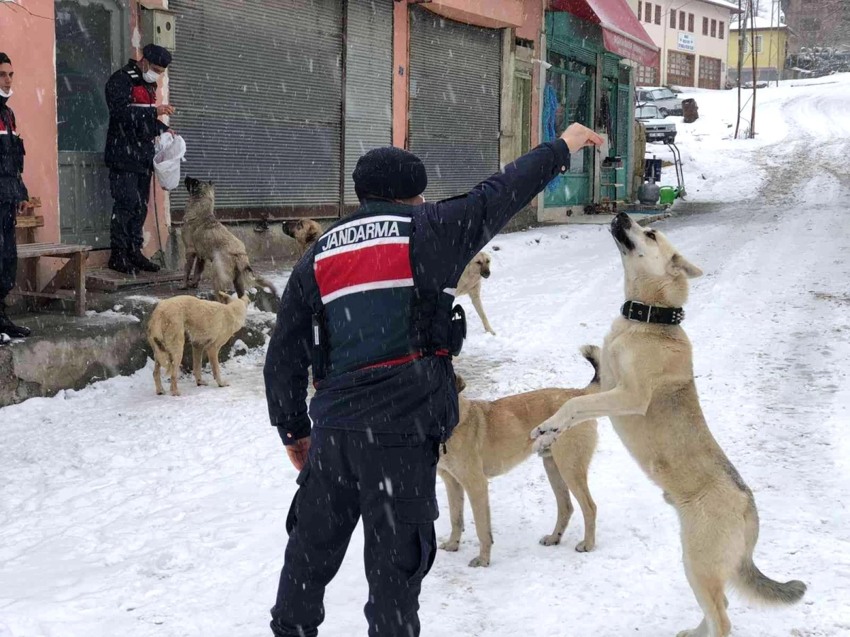 Son dakika haber: Jandarma ekipleri, sokak hayvanlarını yalnız bırakmıyor
