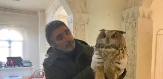 Mardin'de yaralı puhu tedavi altına alındı