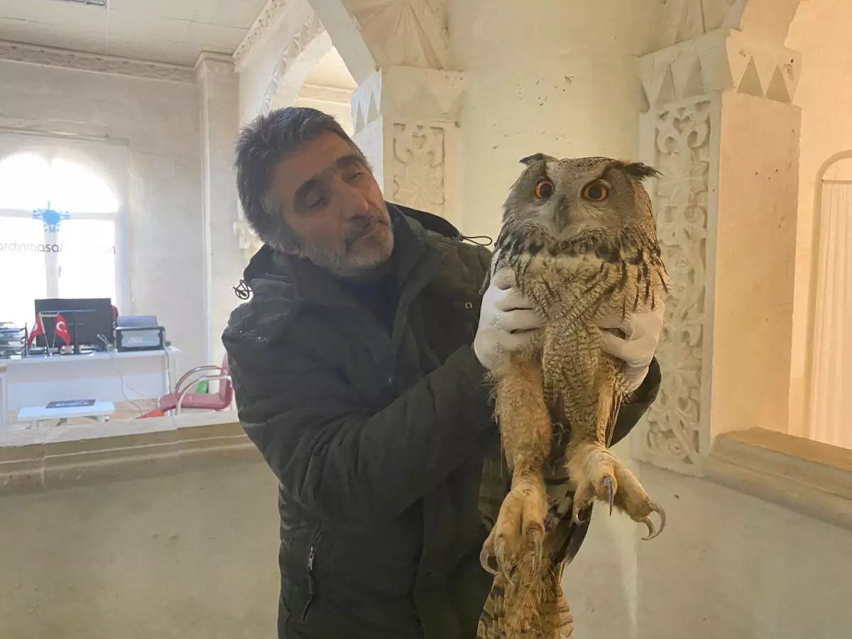 Mardin'de yaralı puhu tedavi altına alındı