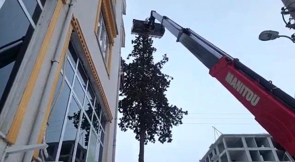 Ağaçta 2 gün mahsur kalan kedi kurtarıldı