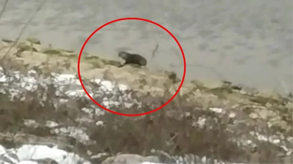 Bursa\'da baraj kenarından dolaşan hayvanın su samuru olduğu anlaşıldı