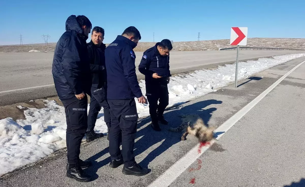 Son dakika 3. sayfa: Çizgili sırtlan kazada telef oldu