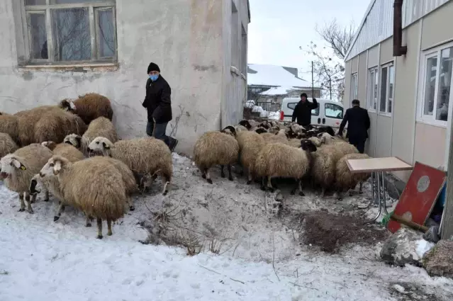 Kars'ta 31 çiftçiye 2 bin 884 koyun verildi