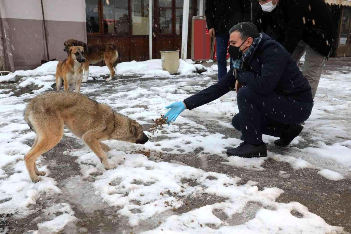 Sokak hayvanları için çağrı
