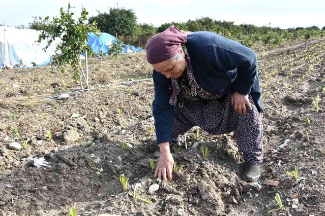 Tarsus Belediyesinin çiftçilere ücretsiz dağıttığı fideler meyve vermeye başladı