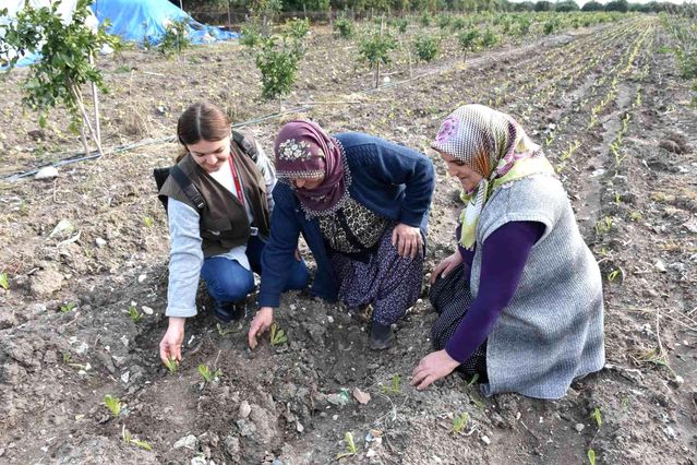 Tarsus Belediyesinin çiftçilere ücretsiz dağıttığı fideler meyve vermeye başladı