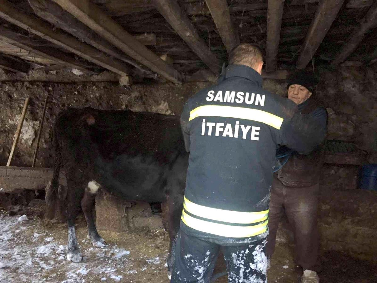 Samsun\'da kar nedeniyle çatısı çöken ahırdaki hayvanlar kurtarıldı