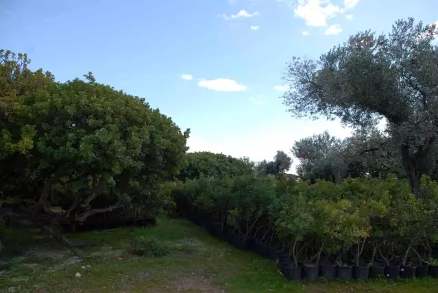 Çeşme sakızına coğrafi işaret başvurusu