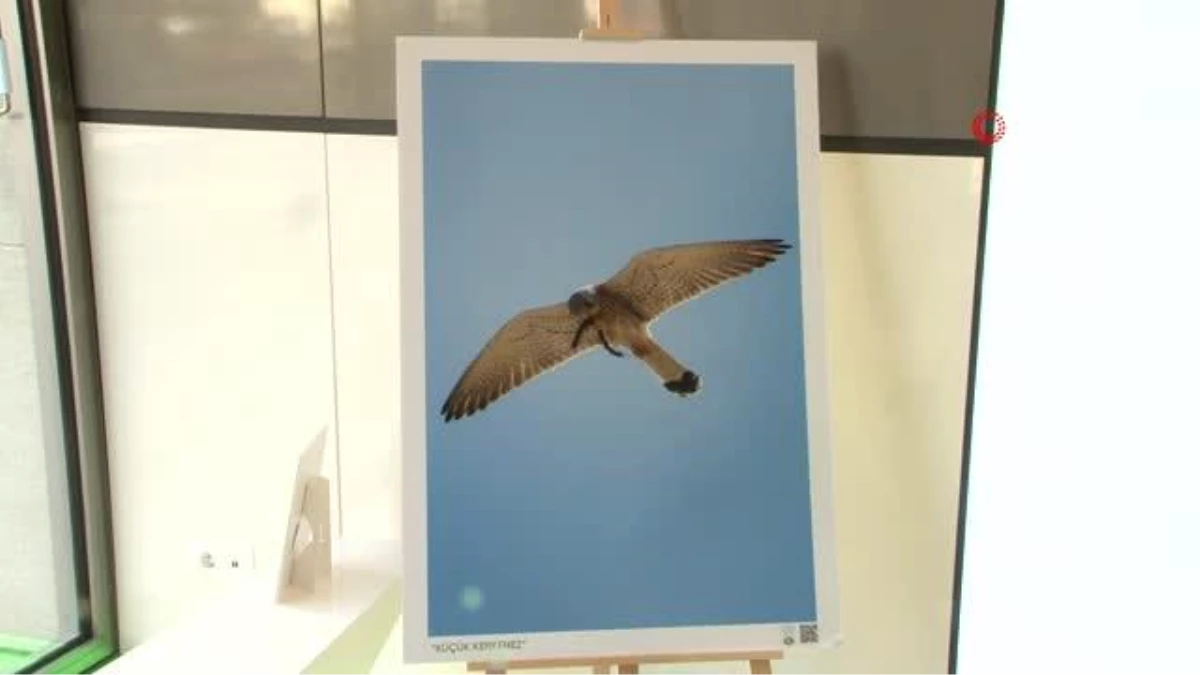 \'İstanbul Kuşları\' sergisi sanatseverlerin ziyaretine açıldı