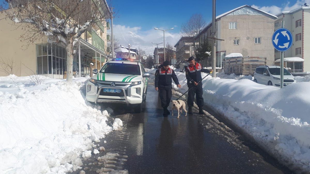 Kahramanmaraş\'ta başıboş gezerken yakalanan pitbull barınağa gönderildi