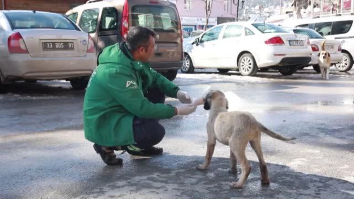 Kardan etkilenen sokak hayvanlarına mama desteği
