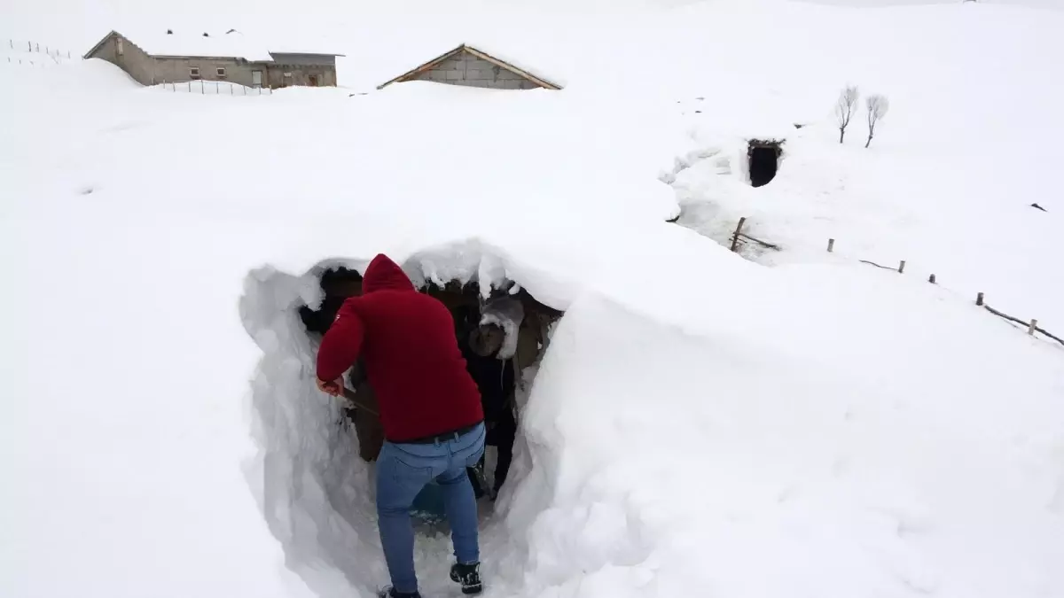 Muş\'ta bir köy kara gömüldü, açtıkları tünellerle ulaşımı sağlıyorlar