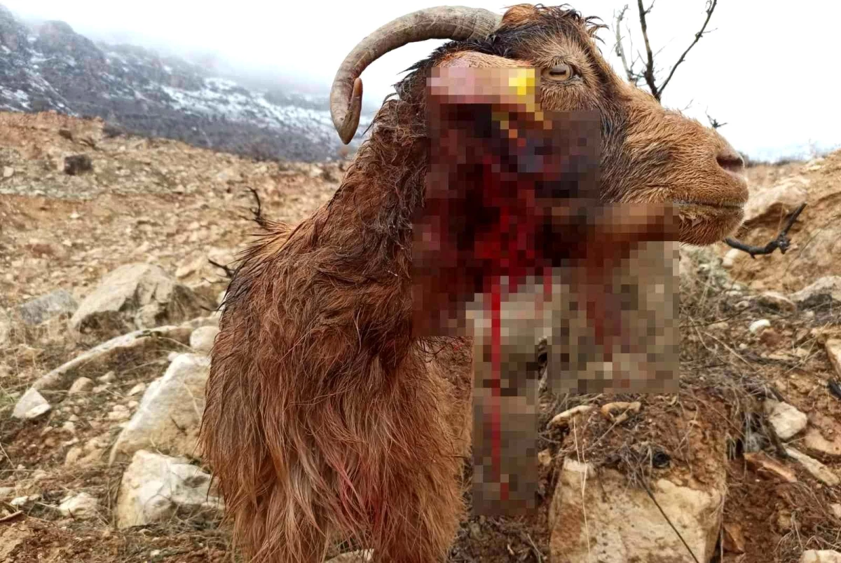 Siirt\'te kurt sürüsü ahıra saldırdı... 3 keçi telef olurken, 5 keçi yaralandı