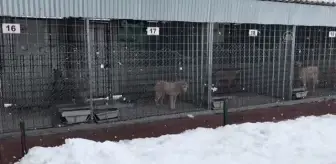 Doğaya terk edilen 10 köpekten 4'ü telef oldu