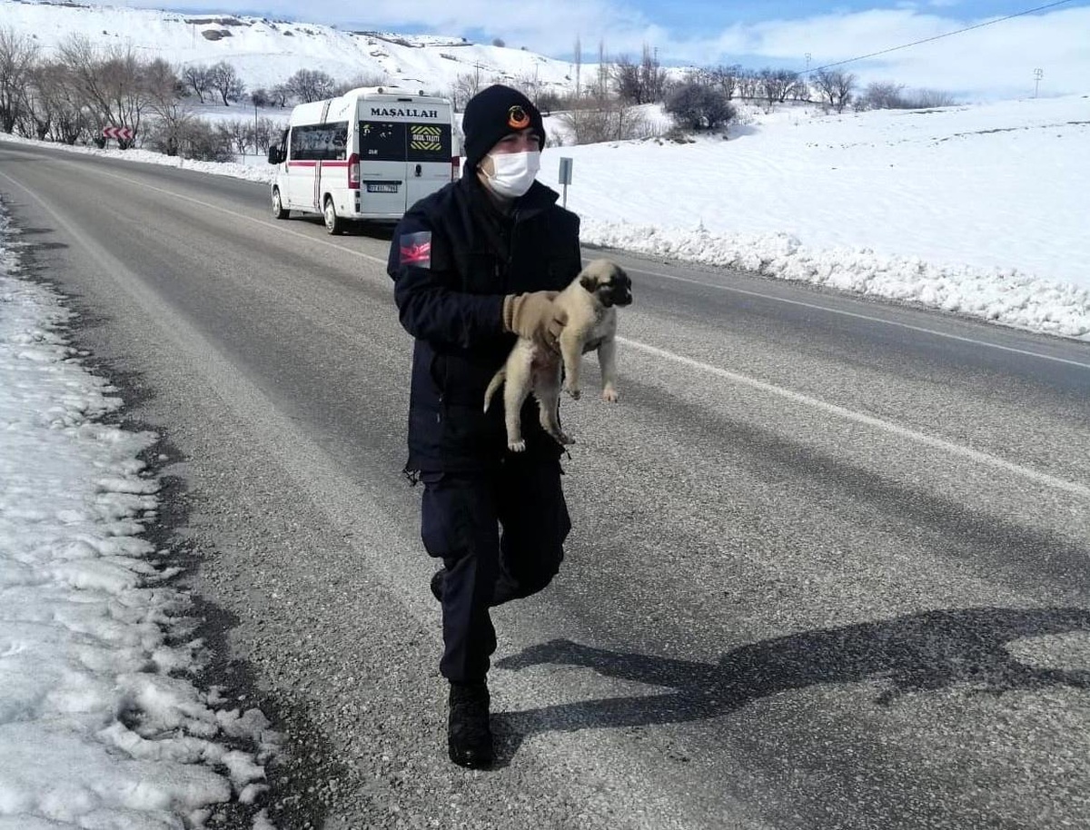 Son dakika haberleri: Jandarmanın bitkin halde bulduğu köpek veterinere teslim edildi