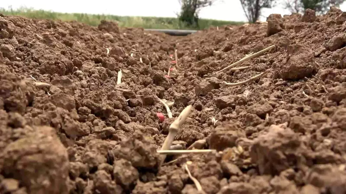 Kar yağışı hasat beklentisini yükseltti