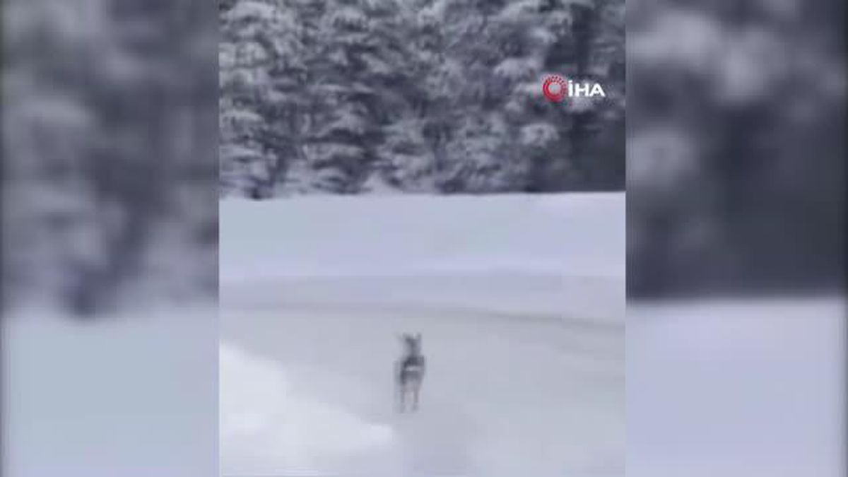 Kar yağışında yolunu kaybeden iki karaca, İnebolu Çayı'na indi