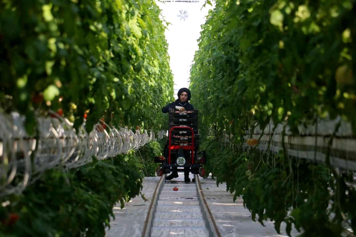 Eksi 20 derecede ürettiği domatesleri Avrupa\'ya pazarlıyor