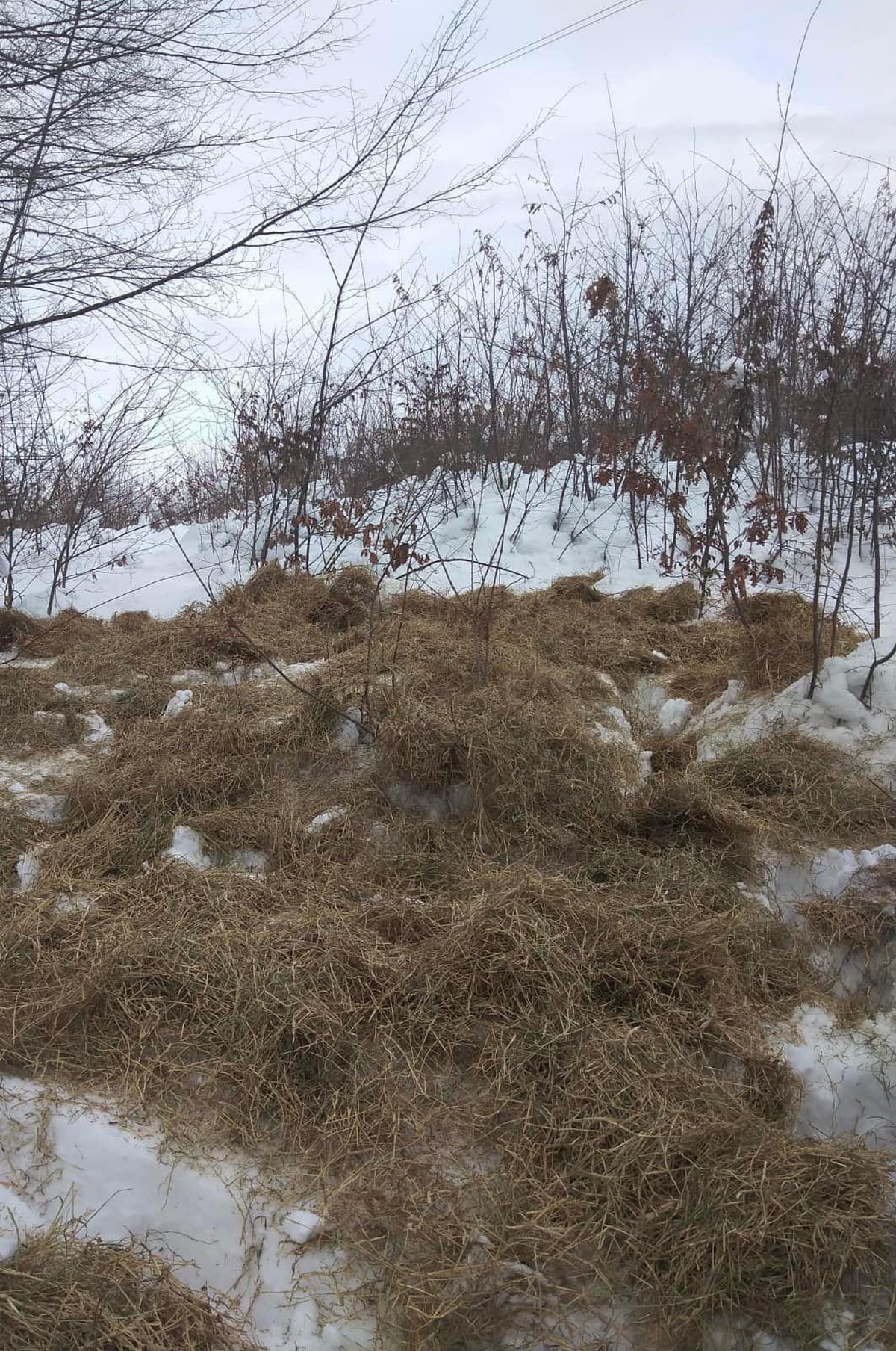 Kırklareli ve Tekirdağ\'da doğaya 6 ton 720 kilogram yem bırakıldı