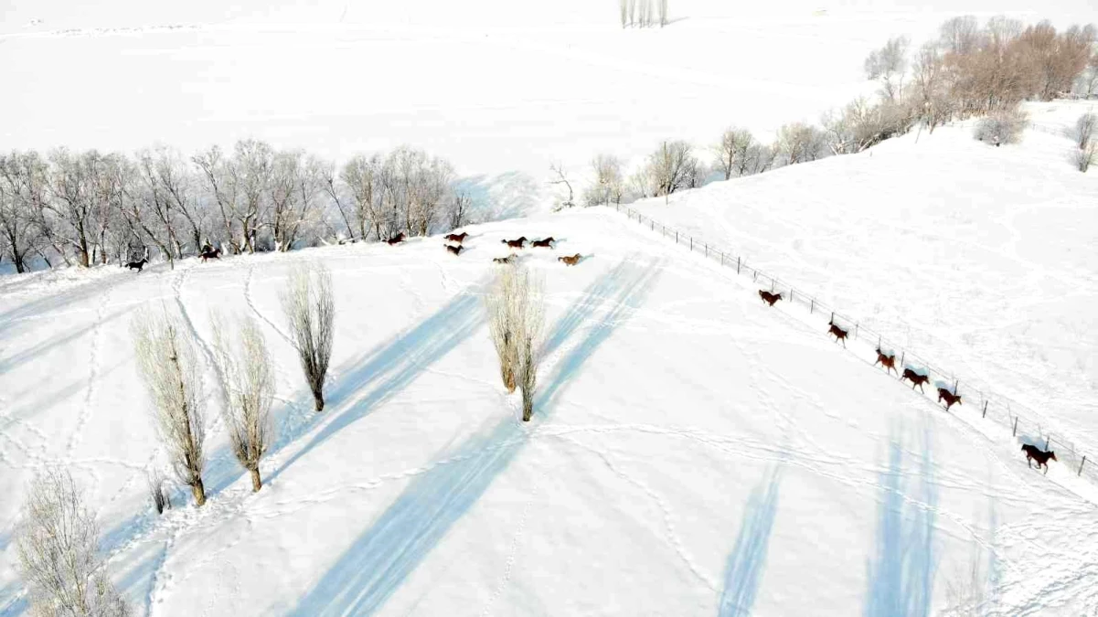 Türkiye\'nin yarış atları Sultan Alparslan diyarı Muş\'ta kar üzerinde yetiştiriliyor