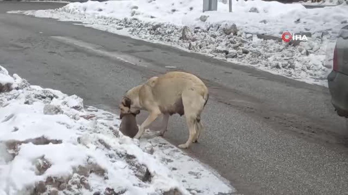 Yaramaz yavru köpeğe anne şefkati