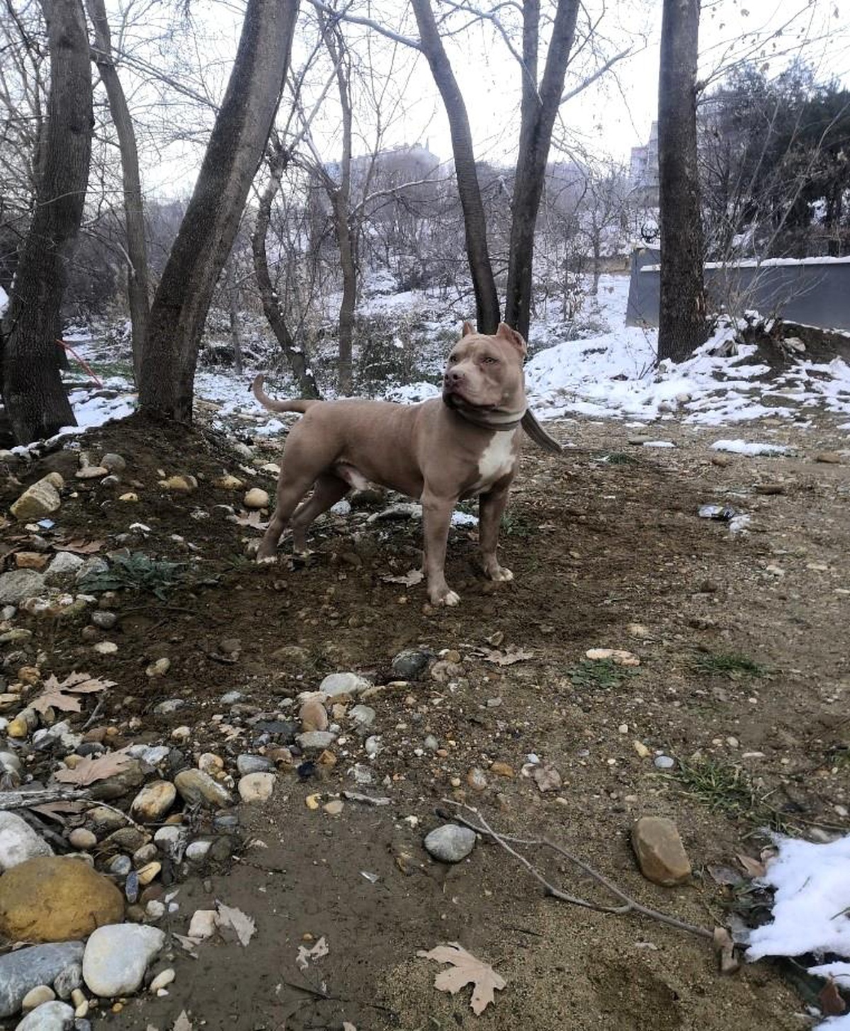 Yasaklı ırk köpek besleyen 1 kişiye 14 bin 982 TL idari para cezası