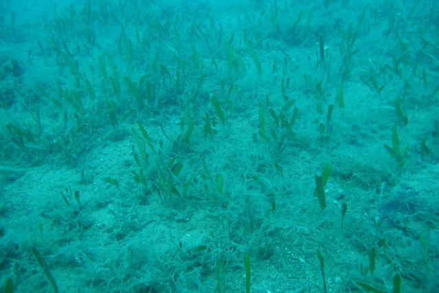 Antalya'da deniz suyu soğudu, istilacı balık türleri kıyıyı terk ederek derine çekildi