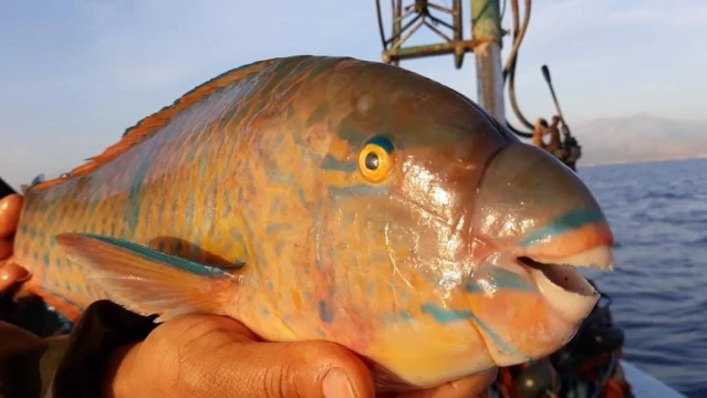 Antalya'da deniz suyu soğudu, istilacı balık türleri kıyıyı terk ederek derine çekildi