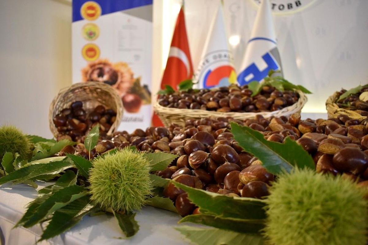 Aydın\'da Kestane Çalıştayı için geri sayım başladı