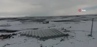 Eksi 30 derecede Hindistan cevizi kabuğunda 25 ton domates üretecekler