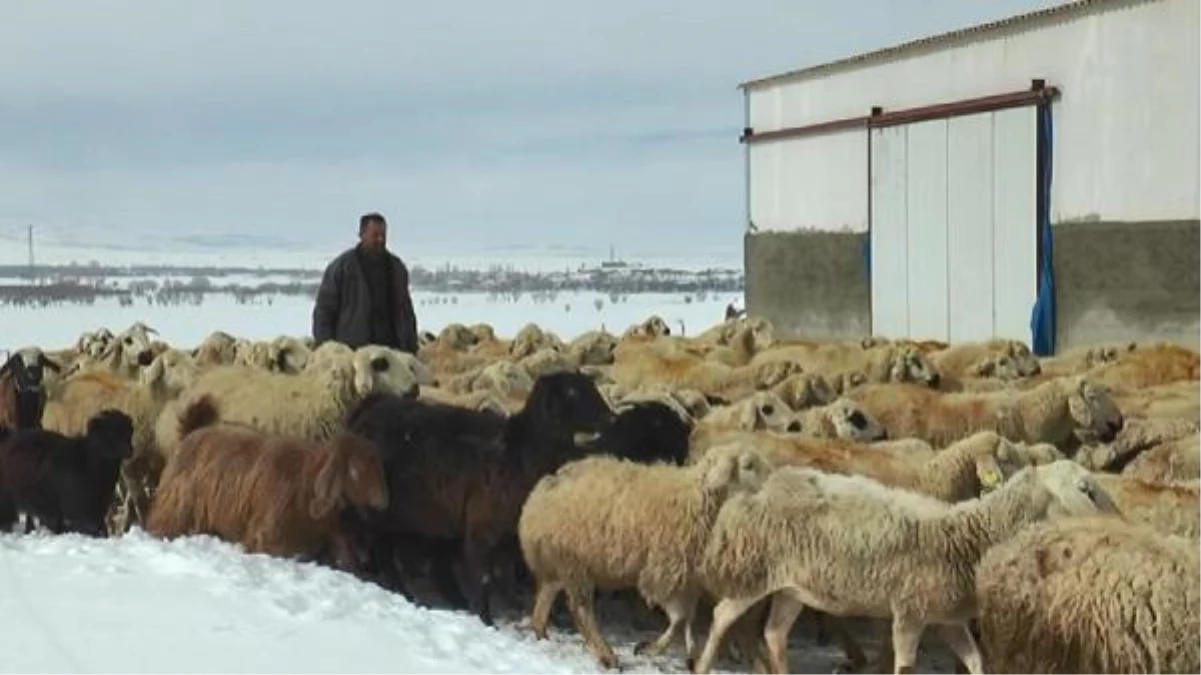 Çoban, koyunlarıyla birlikte mahsur kaldı! 4 gün boyunca aç ve susuz bekledi