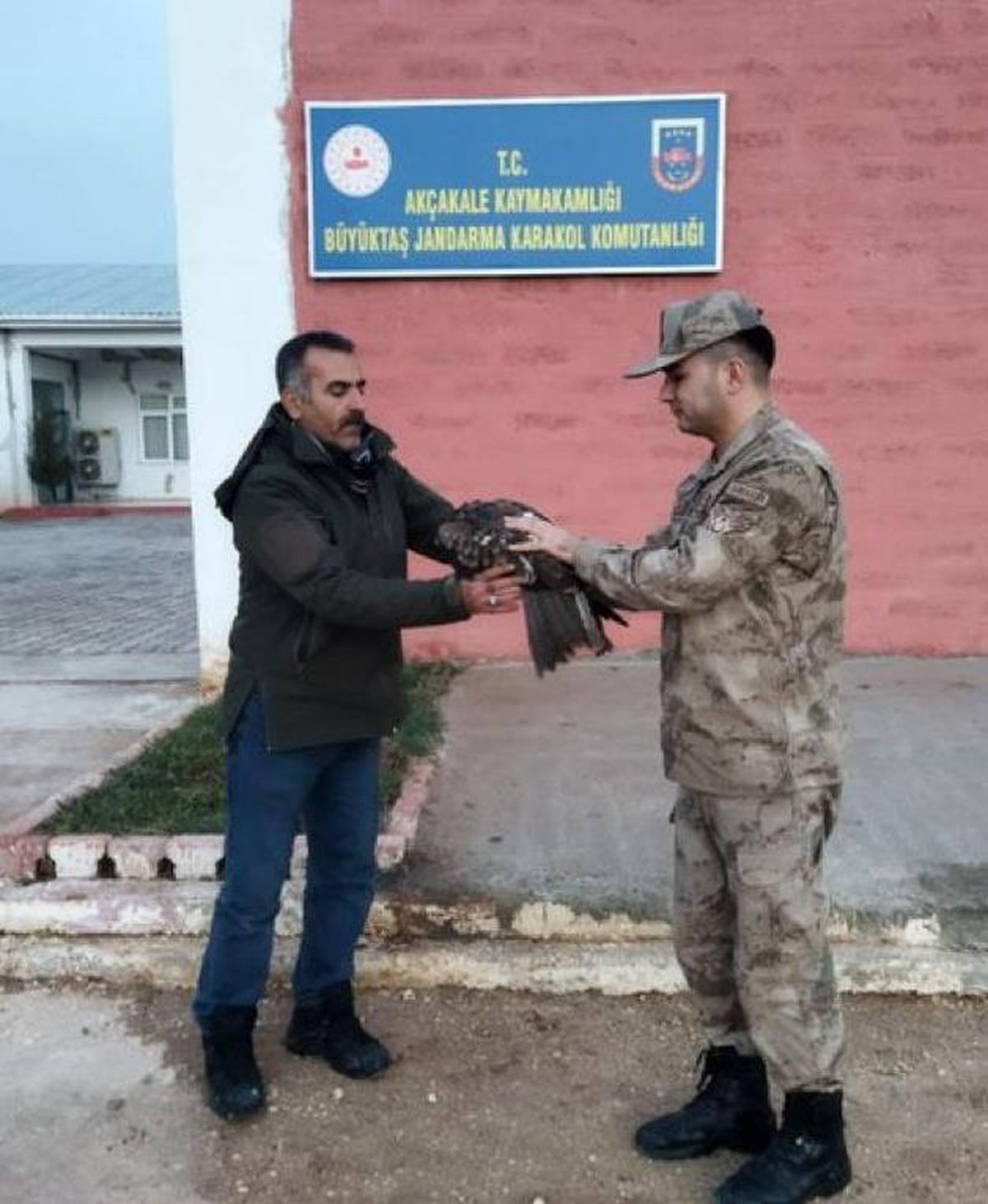 Şanlıurfa\'da yaralı bulunan kara çaylak tedaviye alındı