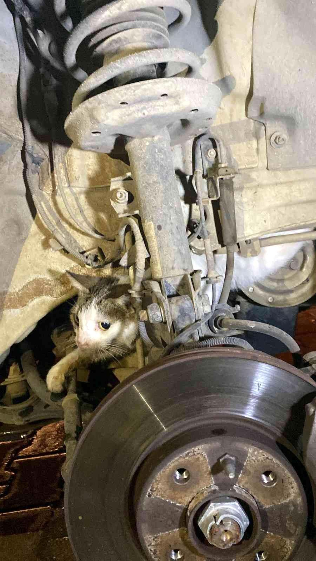 Fethiye\'de otomobilin motoruna sıkışan kediyi itfaiye kurtardı