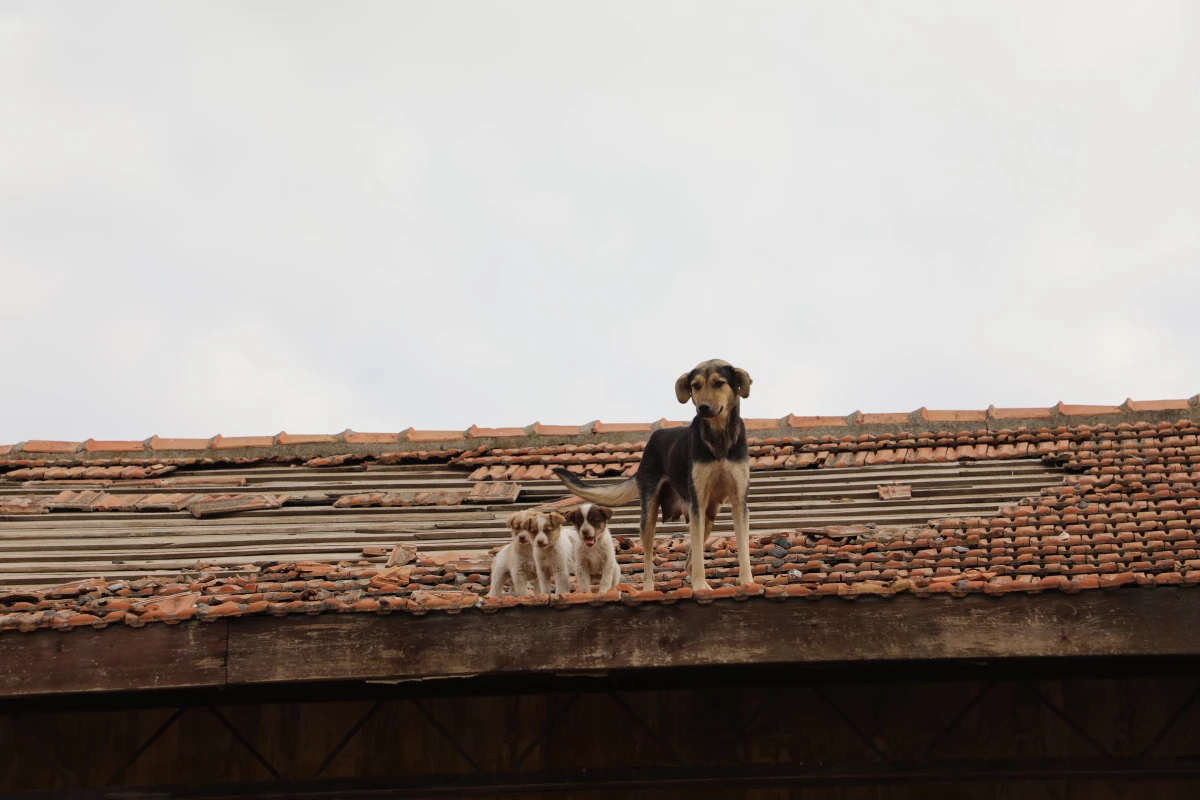 Gaziantep\'te çatıda mahsur kalan köpek ve 12 yavrusu kurtarıldı