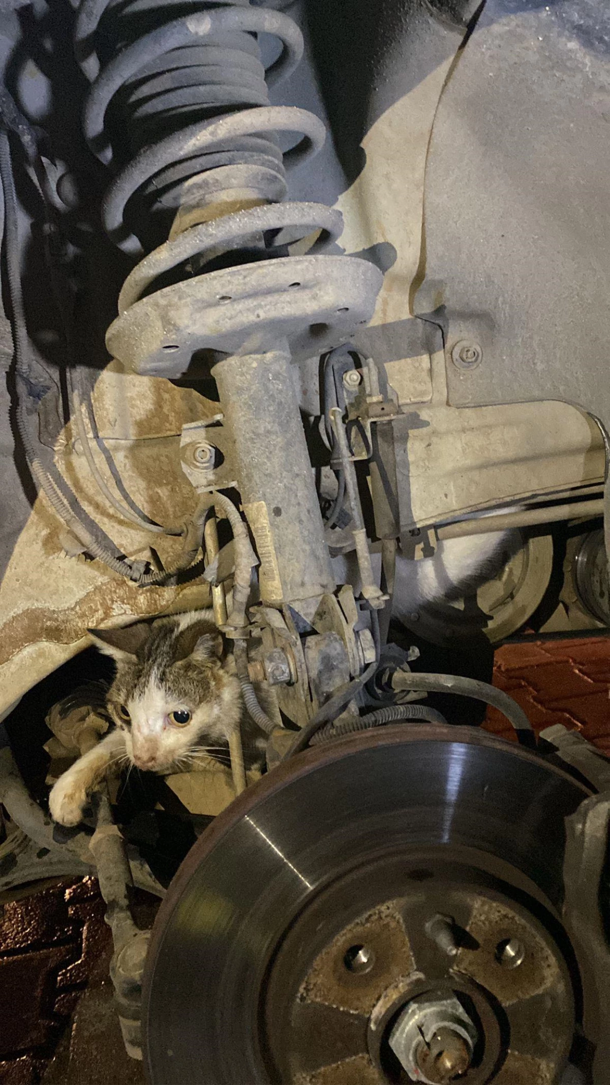 Muğla\'da otomobilin motoruna sıkışan kediyi itfaiye kurtardı