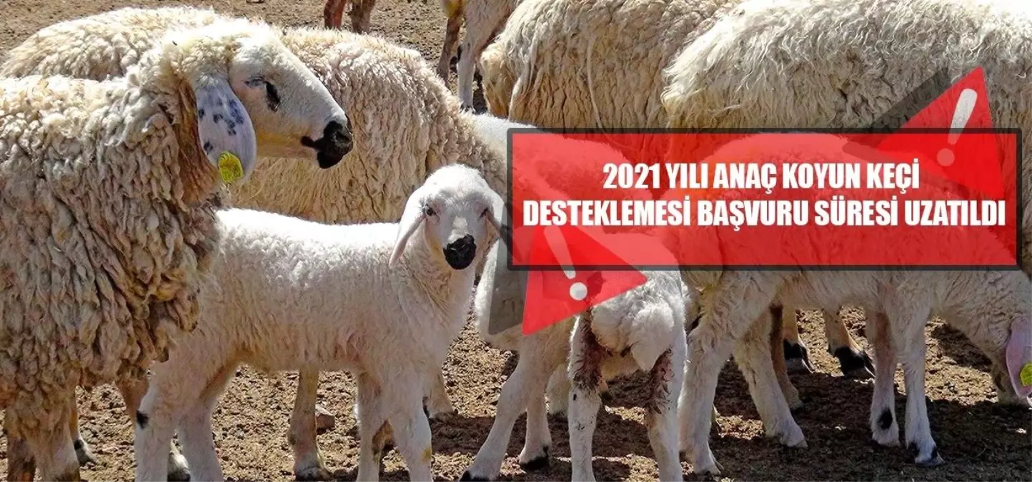 \'2021 yılı Anaç Koyun Keçi Desteklemesi\' başvuru süresi uzatıldı