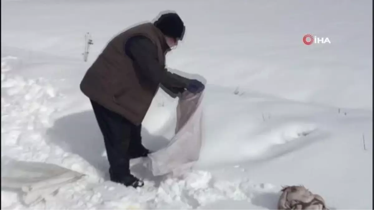 Balıkçıl kuşlar ve yırtıcı hayvanlar için doğaya yem bırakıldı