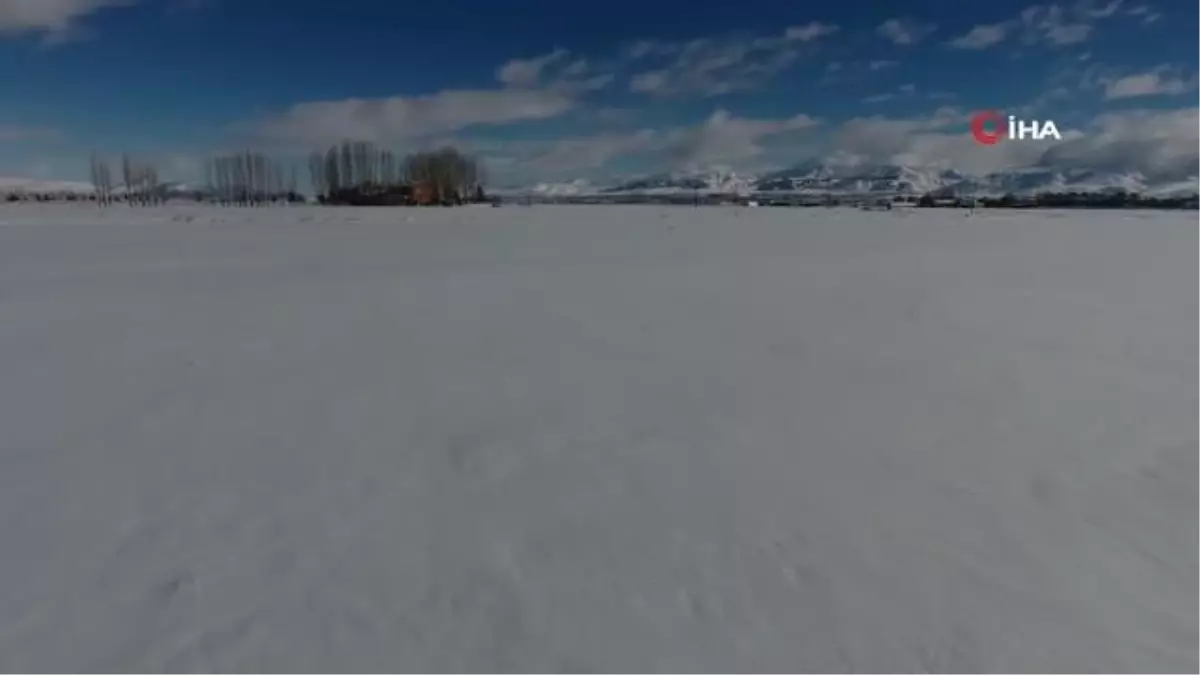 Cirit atlarının kar üstünde dansı kamerada