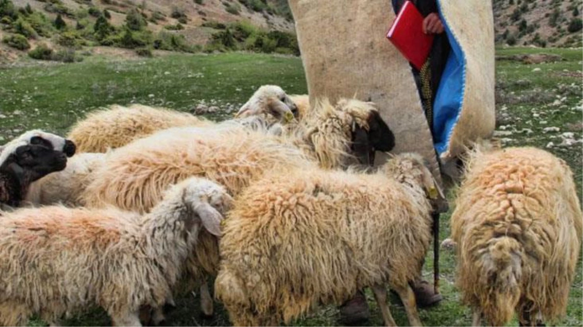 Çobanın korkunç sonu! Koyunları kurtarmak isterken uçurumdan düşerek yaşamını yitirdi